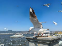 -海埂大坝