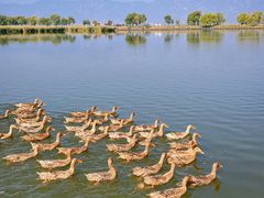 -野鸭湖国家湿地公园