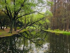 -上海共青森林公园