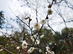 -杭州植物园