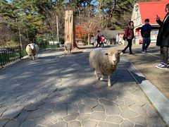 -神户市立六甲山牧场