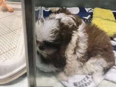 -momokira米努特·德文卷毛猫·棉花面纱犬