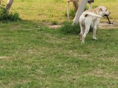 -趣多多宠物公园·宠物训犬学校·宠物寄养
