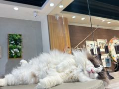 -藏猫猫咖啡主题馆(中央大道店)