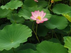 -保定东湖公园(莲池区)
