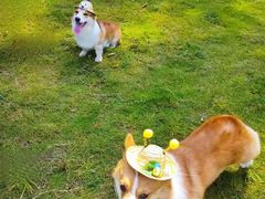 -翊宠yipet猫狗购宠庄园犬舍•猫舍