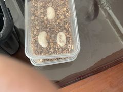 -灵龟之家百象馆(百象馆联合旗舰店)