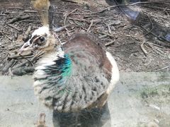 -贵州森林野生动物园