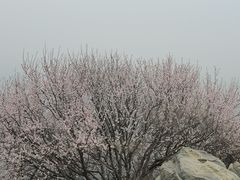 -香山公园