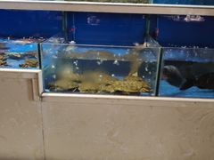 -姜君·千岛湖鱼头馆(浦东大道店)