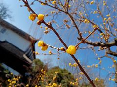 -东山雕花楼