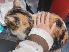 -猫色咖啡·猫咖