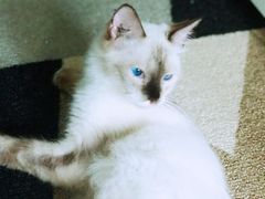 -Bastet sally猫舍购宠(静安店)