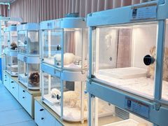 -翊宠yipet猫狗购宠庄园犬舍•猫舍