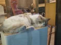 -猫大福·Fortune Cat猫舍(百子湾店)