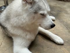 -TrueLove @ Neverland (Husky Cafe)