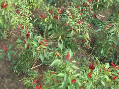 -意大利农场度假村