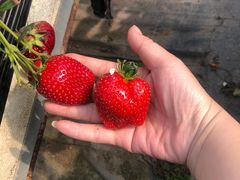 -甜心庄园·甜心草莓采摘园(西青中北店)