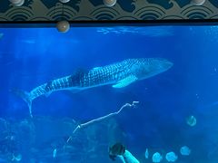 -烟台海昌鲸鲨海洋公园