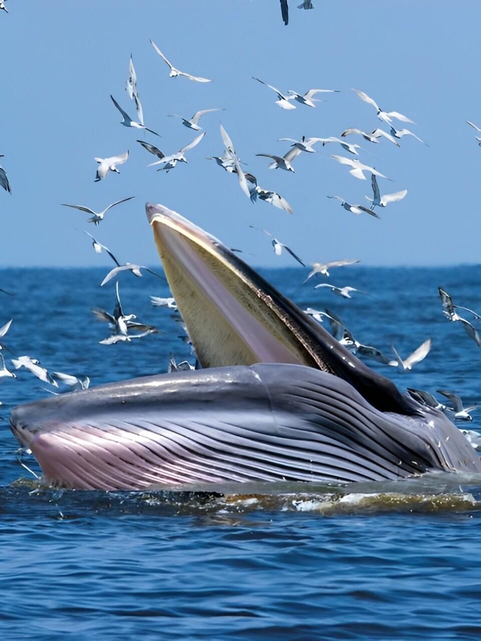 🐳国内唯一!冬日涠洲岛,与布氏鲸的浪漫邂逅