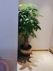 -苑苑vbeauty科技美容SPA