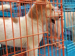 -清平路水族市场
