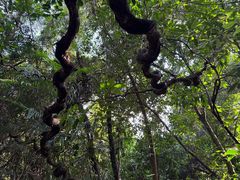 -海南霸王岭国家森林公园