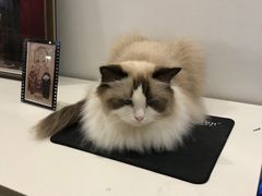 -iF摄影•全家福•证件照•形象照(南山店)