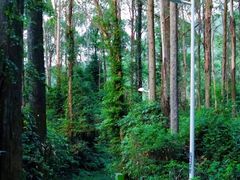 -水濂山森林公园