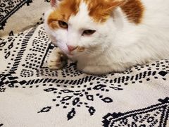 -平行世界·猫咖(首经贸店)