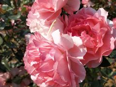-松山湖梦幻百花洲