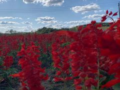 -莲花山花海