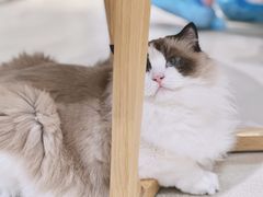 -藏猫猫咖啡主题馆(中央大道店)