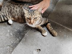 -龙华素斋(龙华路店)