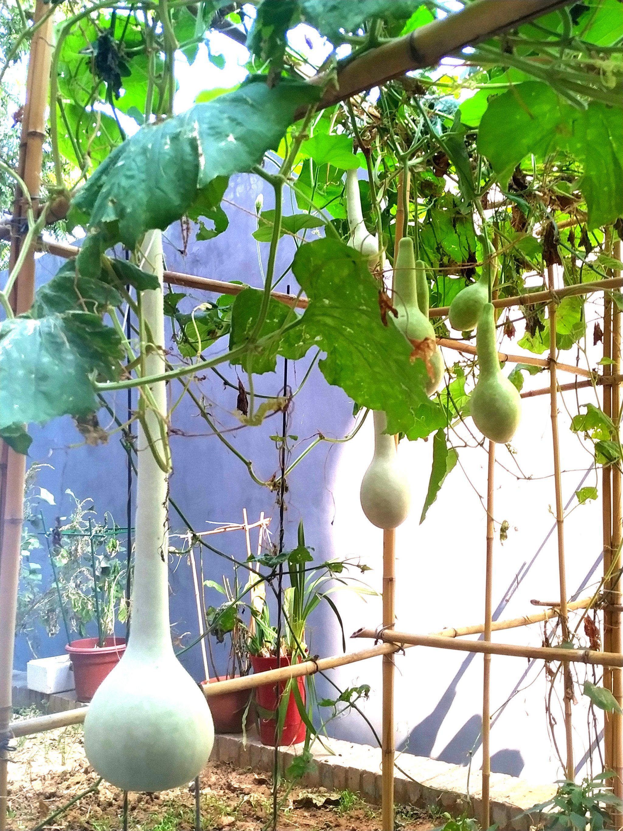 如果有葫芦造形比赛,这长葫芦没准能拿个名次吧.