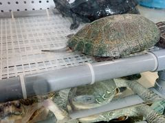 -甜心闲生传统手工冰粉(奎星楼店)