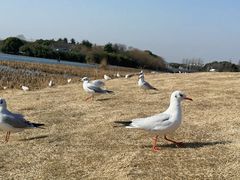 -渤公岛生态公园