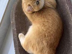 -猫十亿·布偶金渐层·曼基康矮脚猫舍(青年路店)