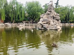 -团结湖公园