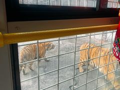 -横道河子东北虎林园