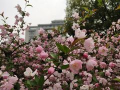 -武汉大学-樱园