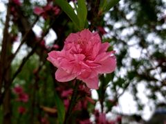-南汇桃花村