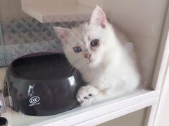 -70cat德文卷毛猫·缅因猫纯种猫舍