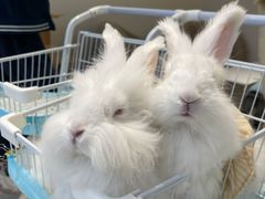 -怪兽屋·羊驼·猫咖·狗咖(俊华广场店)