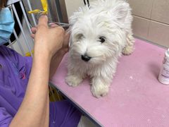 -北京观赏动物医院·24小时大型综合·猫专科·异宠专科