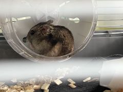 -钓仓鼠(洋桥北里小区店)