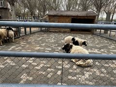 -长白岛森林公园