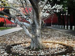 -北京市劳动人民文化宫(太庙)