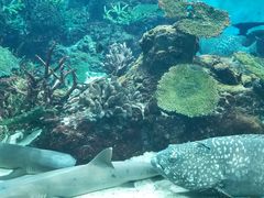 -鹿儿岛水族馆