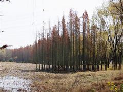 -昆山城市生态森林公园